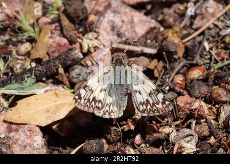 Männlicher weißer Skipper aus dem Norden oder Heliopetes ericetorum, der auf dem Boden in einem Hof in Payson, Arizona ruht. Stockfoto