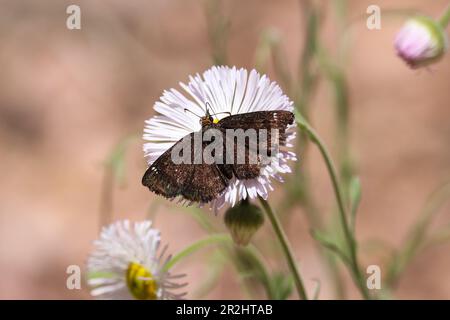 Golden-Head-Muscheln oder Staphylus-ceos, die sich auf einem Hof in Payson, Arizona, von einer Fleabanblume ernähren. Stockfoto