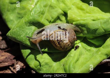 Gartenschnecke oder Cornu Apersum auf einer Salatpflanze in einem Garten in Payson, Arizona. Stockfoto