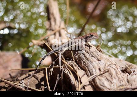 Junge Ochsenechse oder Cophosaurus texanus, die auf einem Zweig auf dem Payson College Trail in Arizona ruht. Stockfoto