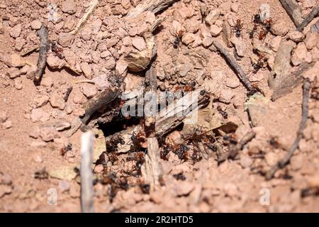 Nahaufnahme einer Ameise oder eines Formicinae Hügels, die beim Payson College Prozess in Arizona eröffnet wurde. Stockfoto