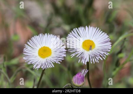 Nahaufnahme von Spreading Fleabane oder Erigeron divergens, die in einem Hof in Payson, Arizona, wachsen. Stockfoto