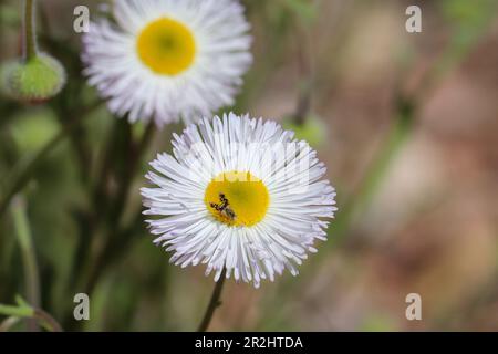 Die Verbreitung von Fleaban oder Erigeron divergens mit einer Fruchtfliege in einem Hof in Payson, Arizona. Stockfoto