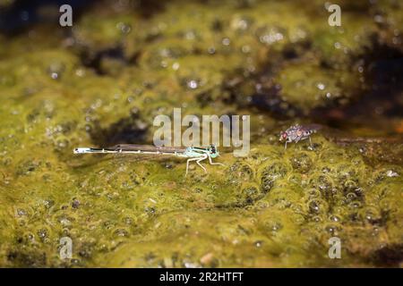 Mexikanische Forktail oder Ischnura demorsa und eine Fliege, die auf Algen in einem Bach am Payson College Trail ruht. Stockfoto