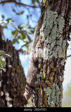 Männlich Clarks Eidechse oder Sceloporus clarkii, die auf einem Baum im Rumsey Park in Payson, Arizona, ruht. Stockfoto