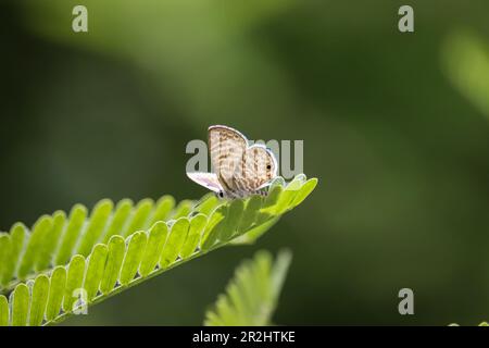 Marineblau oder Leptotes Marina auf einem Mesquite-Blatt auf der Uferfarm in Arizona. Stockfoto