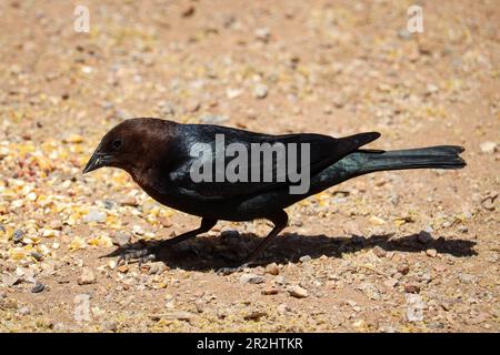 Männlicher braunköpfiger Cowbird oder Molothrus Aater, der auf der Uferfarm in Arizona Samen füttert. Stockfoto