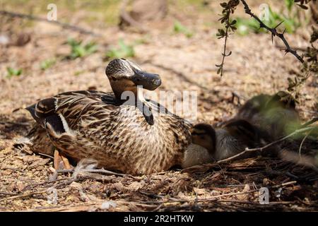 Weibliche Stockenten oder Anas platyrhynchos mit ihren Entenküken auf der Uferfarm in Arizona. Stockfoto