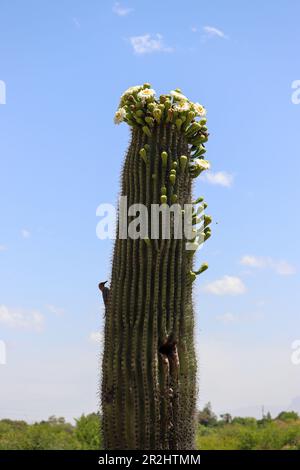Saguaro cactus oder Carnegiea gigantea in Blüte auf der Uferranch in Arizona. Stockfoto