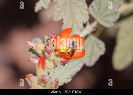 Nahaufnahme eines Globus-Mallow oder einer Sphaeralcea-Blume mit einer Kaktusbiene auf der Uferfarm in Arizona. Stockfoto