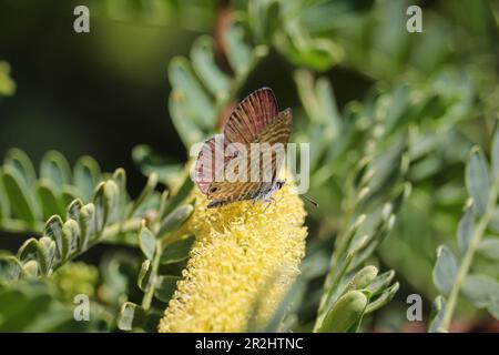 Marineblau oder Leptotes Marina, die auf der Uferfarm in Arizona Mesquite-Blumen füttern. Stockfoto