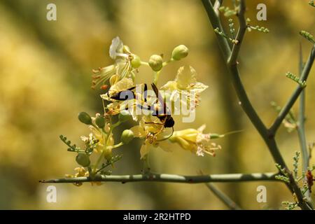 Schwarz-gelber Schlammbrauber oder Sceliphron Caementarium, das auf der Uferfarm Blumen von palo verde füttert. Stockfoto