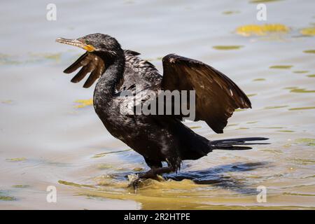 Neotropischer Kormoran oder Nannopterum brasilianum, das in einem flachen See auf der Ranch am Ufer trocknet. Stockfoto