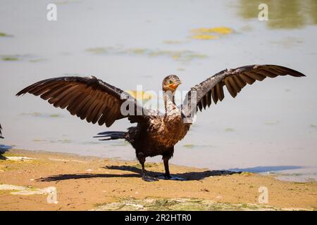 Neotropischer Kormoran oder Nannopterum brasilianum, das am Ufer eines Sees auf der Uferranch trocknet. Stockfoto