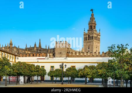 Patio de Banderas und Kathedrale Santa María de la Sede in Sevilla, Andalusien, Spanien Stockfoto