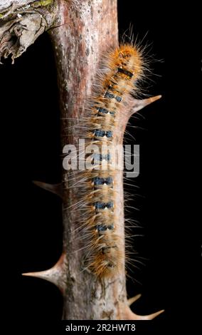 Eiche eggar Raupe auf einem dornigen Zweig in schwarzem Rücken Stockfoto