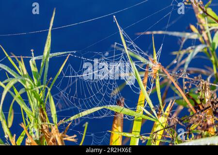 Morgentau im Sonnenlicht auf Spinnennetz und Schilfpflanze in Oberbayern in Deutschland Stockfoto