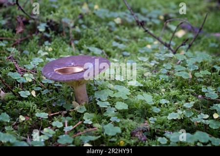 Moos im Wald mit Pfütze auf Wache, Bayern, Deutschland, Europa Stockfoto
