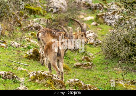 Iberischer Kiefer Capra pyrenaica im Naturschutzgebiet El Torcal in der Nähe von Antequera, Andalusien, Spanien Stockfoto