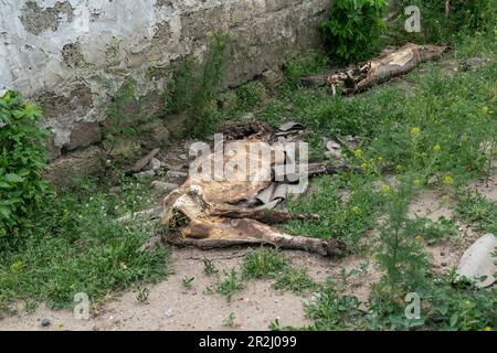 19. Mai 2023, Region Kherson, Ukraine: Schlachtkörper von getöteten Schweinen während der Besetzung der Farm Pershe Travnia des Dorfes Velyka Oleksandrivka der Region Kherson nach der Befreiung von der russischen Invasion. Der Betrieb erzeugte Getreide (Weizen, Gerste, Sonnenblumen), Fleisch (Schweinefleisch) und andere Erzeugnisse; Mit 100 Beschäftigten und mehr als 3.000 Hektar Ackerfläche, mehr als 1200 Schweinen. Der Betrieb wurde vollständig zerstört, die gesamte Ausrüstung, die Ernte von 2021, der Dünger, alle Gebäude einschließlich Getreidelager und Orte, an denen Schweine gehalten und gefüttert wurden. Nach den Bombenanschlägen wurden Schweine entweder lebendig verbrannt, einige in Panik gesprungen Stockfoto