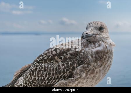 Porträt einer Möwe an den Mauern des Schlosses Miramare am Golf von Triest, Friaul-Julisch Venetien, Italien. Stockfoto