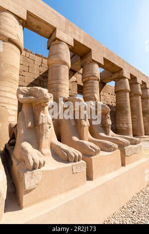 Die Avenue of RAM führt Sphinxes, Karnak Tempel, Luxor, Theben, UNESCO-Weltkulturerbe, Ägypten, Nordafrika, Afrika Stockfoto