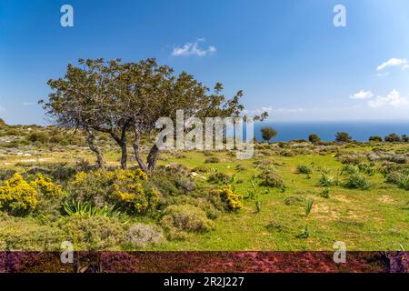 Landschaft am Cape Aspro in der Nähe von Pissouri, Zypern, Europa Stockfoto