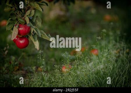 Rote Äpfel auf einem Apfelbaum im Alten Land Stockfoto