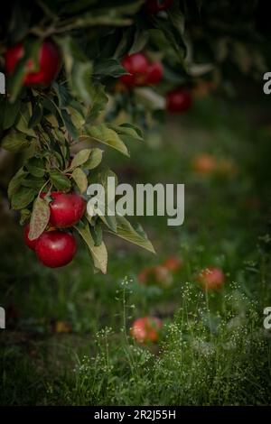 Rote Äpfel auf einem Apfelbaum im Alten Land Stockfoto