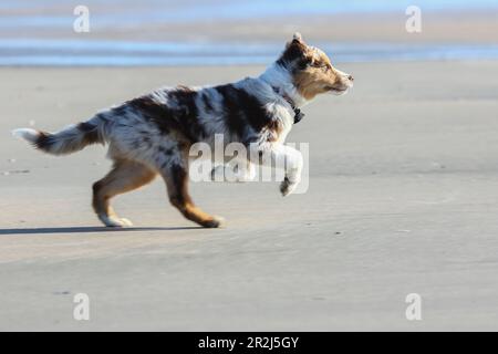 Australischer Hirte. Junger Hund rennt am Strand. Der Seite. Starrer Blick. Stockfoto