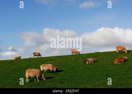 Schafe im Deich, Pellworm Island, Nordfriesland, Nordsee, Schleswig-Holstein, Deutschland Stockfoto