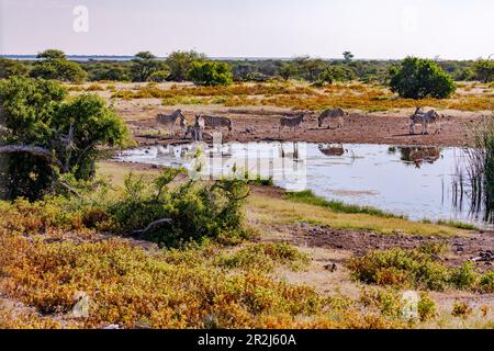 Eine Herde Zebras an einem Wasserloch im Etosha-Nationalpark in Namibia, Afrika Stockfoto