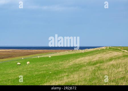 Schafe am Deich von Westerhever, Nordsee, Nordfriesland, Schleswig-Holstein, Deutschland Stockfoto
