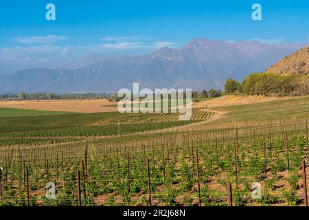 Weinberge mit den Anden am Horizont, Weingut Haras de Pirque, Pirque, Maipo Valley, Provinz Cordillera, Metropolregion Santiago, Chile Stockfoto