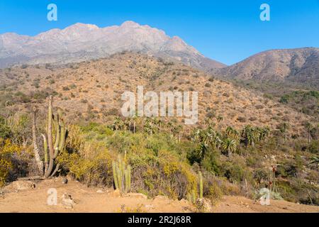 Kakteen und chilenische Palmen vor dem Cerro La Campana im Sektor Palmas de Ocoa, La Campana Nationalpark, Cordillera De La Costa Stockfoto