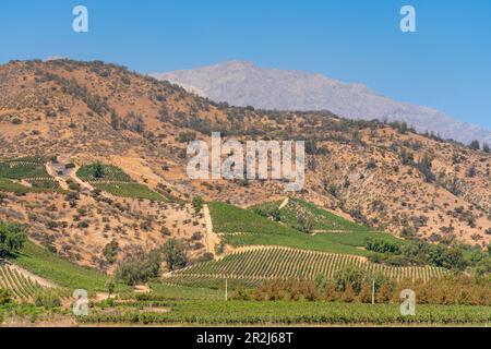 Weinberge mit den Anden am Horizont, Weingut El Principal, Pirque, Maipo-Tal, Provinz Cordillera, Santiago Metropolitan Region, Chile Stockfoto