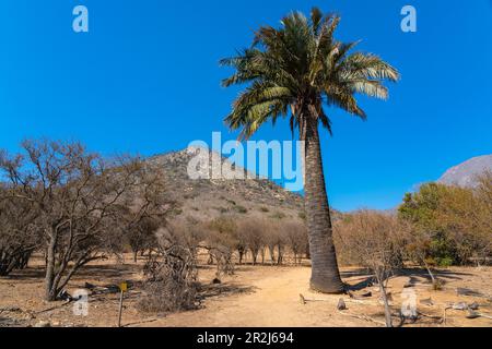 Einheimische chilenische Weinpalmen vor Palmen bedeckten Bergen, Sektor Palmas de Ocoa, La Campana Nationalpark, Cordillera De La Costa Stockfoto