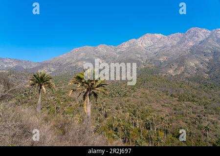 Chilenische Palmen vor dem Cerro La Campana in Sector Palmas de Ocoa, La Campana National Park, Cordillera De La Costa, Provinz Quillota Stockfoto