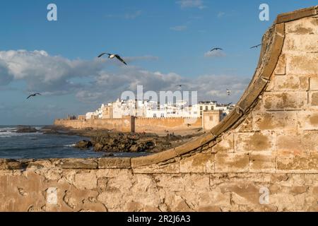 Festung Scala du Port und Medina in Essaouira, Königreich Marokko, Afrika Stockfoto