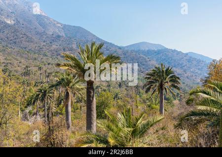 Chilenische Palme gegen Cerro La Campana in Sector Palmas de Ocoa, La Campana National Park, Cordillera De La Costa, Provinz Quillota Stockfoto