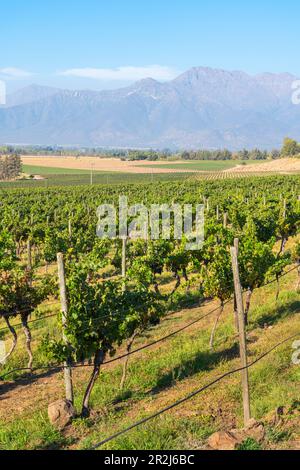 Weinberge mit den Anden am Horizont, Weingut Haras de Pirque, Pirque, Maipo Valley, Provinz Cordillera, Metropolregion Santiago, Chile Stockfoto