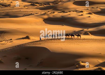 Kamelkarawane in der Sahara bei Merzouga, Königreich Marokko, Afrika Stockfoto