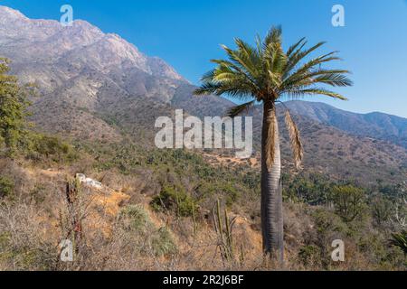 Chilenische Palme gegen Cerro La Campana in Sector Palmas de Ocoa, La Campana National Park, Cordillera De La Costa, Provinz Quillota Stockfoto