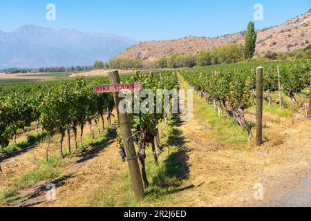 Weinberge mit den Anden am Horizont, Weingut Haras de Pirque, Pirque, Maipo Valley, Provinz Cordillera, Metropolregion Santiago, Chile Stockfoto