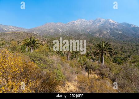 Chilenische Palmen vor dem Cerro La Campana in Sector Palmas de Ocoa, La Campana National Park, Cordillera De La Costa, Provinz Quillota Stockfoto