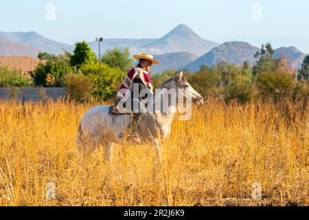 Huaso-Reitpferd in Field, Colina, Provinz Chacabuco, Santiago Metropolitan Region, Chile, Südamerika Stockfoto