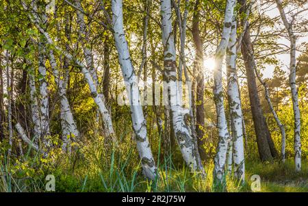 Birkenwald in Snogebaek auf Bornholm, Dänemark Stockfoto