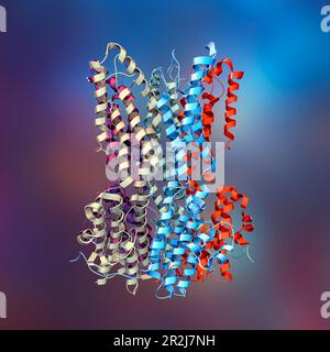 Molekularmodell des Proteins Bestrophin-1 (BEST 1), Computerdarstellung. Dieses Protein ist für die Regulierung der Calciumsignalisierung in den Zellen verantwortlich. Mutat Stockfoto