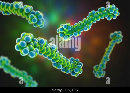 Molekularmodell des Beta-Carotin, Illustration Stockfoto