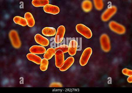 Prevotella-Bakterien, Illustration Stockfoto